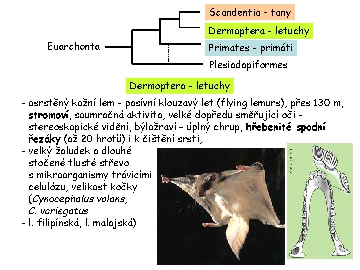 Scandentia - tany Dermoptera - letuchy Euarchonta Primates - primáti Plesiadapiformes Dermoptera - letuchy