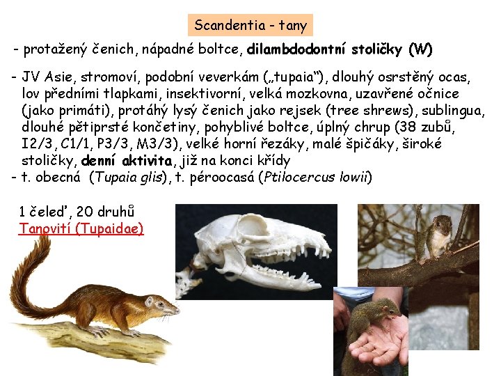 Scandentia - tany - protažený čenich, nápadné boltce, dilambdodontní stoličky (W) - JV Asie,