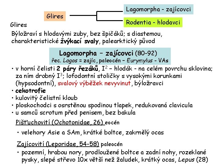 Glires Lagomorpha - zajícovci Rodentia - hlodavci Glires Býložraví s hlodavými zuby, bez špičáků;