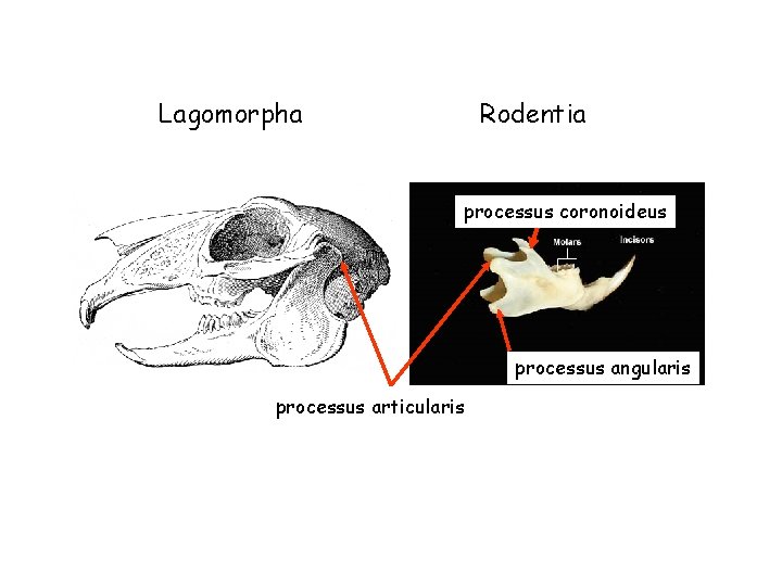 Lagomorpha Rodentia processus coronoideus processus angularis processus articularis 