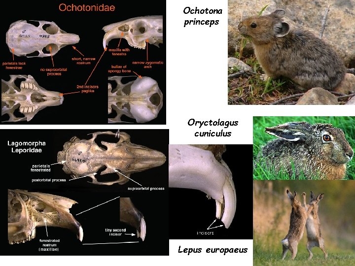 Ochotona princeps Oryctolagus cuniculus Lepus europaeus 