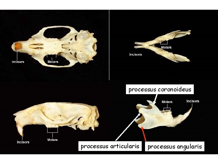 processus coronoideus processus articularis processus angularis 