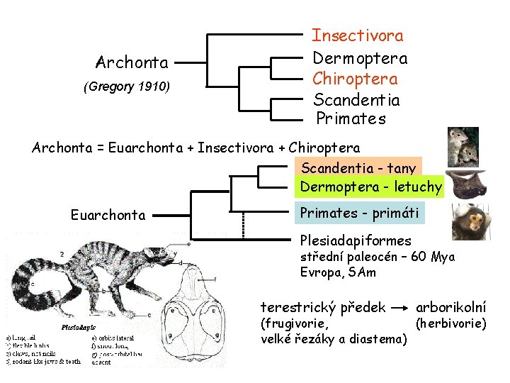 Archonta (Gregory 1910) Insectivora Dermoptera Chiroptera Scandentia Primates Archonta = Euarchonta + Insectivora +