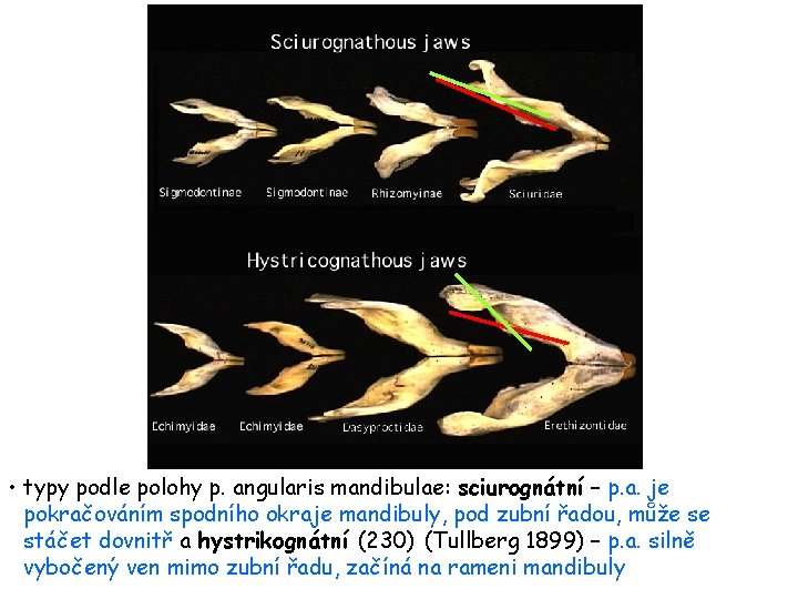  • typy podle polohy p. angularis mandibulae: sciurognátní – p. a. je pokračováním
