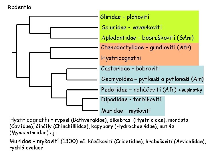 Rodentia Gliridae - plchovití Sciuridae - veverkovití Aplodontidae – bobruškovití (SAm) Ctenodactylidae – gundiovití