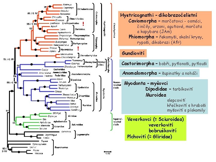 ! ! Hystricognathi – dikobrazočelistní Caviomorpha – morčatovci - osmáci, činčily, urzoni, agutiové, morčata