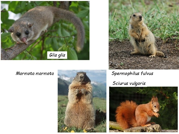 Glis glis Marmota marmota Spermophilus fulvus Sciurus vulgaris 