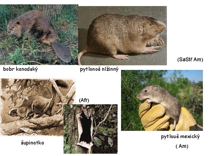 (Sa. Stř Am) bobr kanadský pytlonoš nížinný (Afr) šupinatka pytlouš mexický ( Am) 