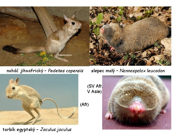 noháč jihoafrický – Pedetes capensis slepec malý – Nannospalax leucodon (SV Afr, V Asie)