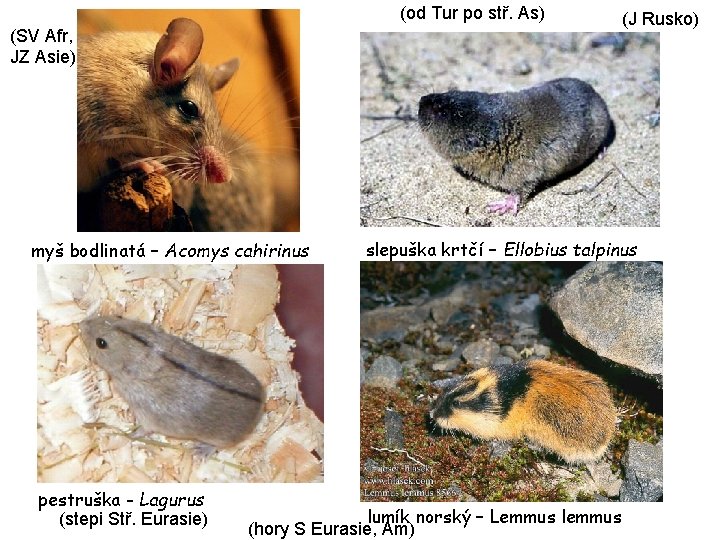 (od Tur po stř. As) (SV Afr, JZ Asie) myš bodlinatá – Acomys cahirinus