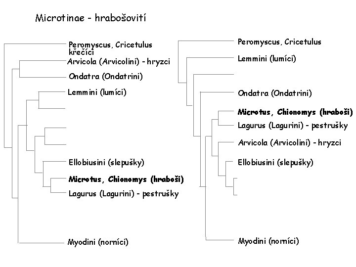 Microtinae - hrabošovití Peromyscus, Cricetulus křečíci Arvicola (Arvicolini) - hryzci Peromyscus, Cricetulus Lemmini (lumíci)