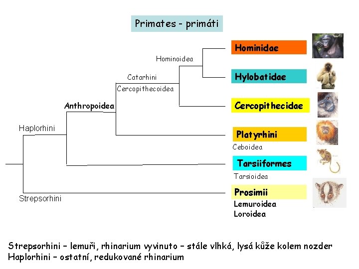 Primates - primáti Hominoidea Hominidae Hominoidea Catarhini Hylobatidae Cercopithecoidea Anthropoidea Haplorhini Cercopithecidae Platyrhini Ceboidea