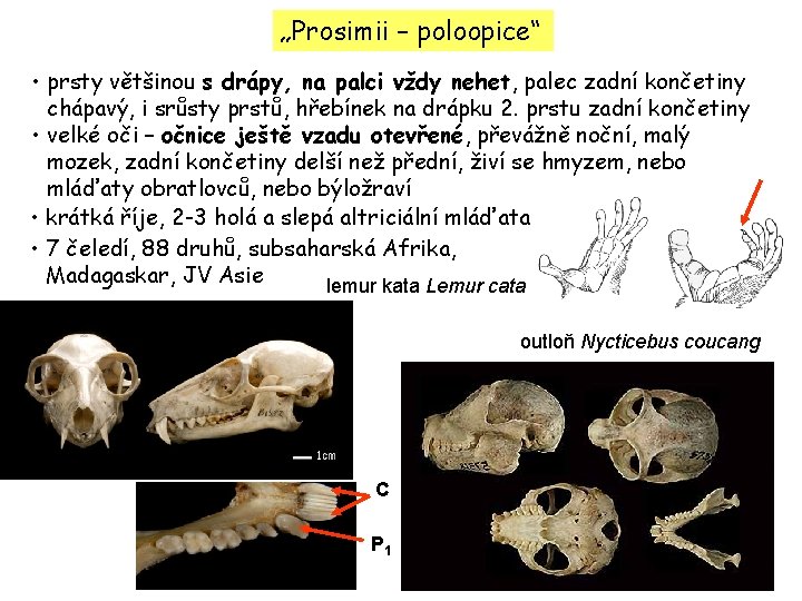 „Prosimii – poloopice“ • prsty většinou s drápy, na palci vždy nehet, palec zadní