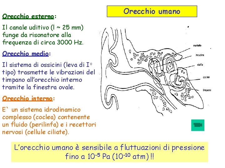 Orecchio esterno: Orecchio umano Il canale uditivo (l ~ 25 mm) funge da risonatore