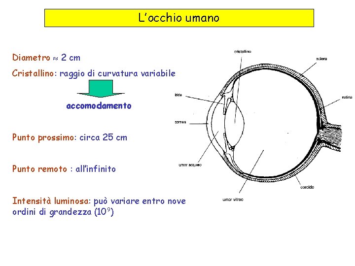 L’occhio umano Diametro 2 cm Cristallino: raggio di curvatura variabile accomodamento Punto prossimo: circa