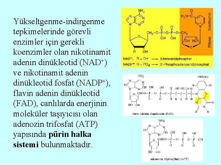 Yükseltgenme-indirgenme tepkimelerinde görevli enzimler için gerekli koenzimler olan nikotinamit adenin dinükleotid (NAD+) ve nikotinamit