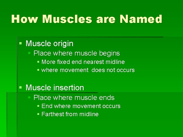 How Muscles are Named § Muscle origin § Place where muscle begins § More