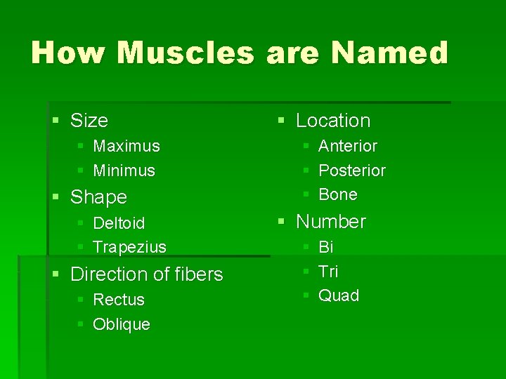 How Muscles are Named § Size § Maximus § Minimus § Shape § Deltoid