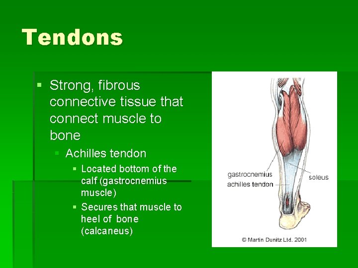 Tendons § Strong, fibrous connective tissue that connect muscle to bone § Achilles tendon