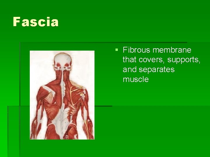 Fascia § Fibrous membrane that covers, supports, and separates muscle 