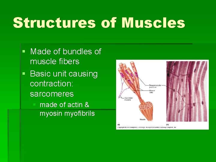 Structures of Muscles § Made of bundles of muscle fibers § Basic unit causing