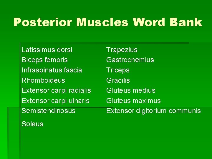 Posterior Muscles Word Bank Latissimus dorsi Biceps femoris Infraspinatus fascia Rhomboideus Extensor carpi radialis