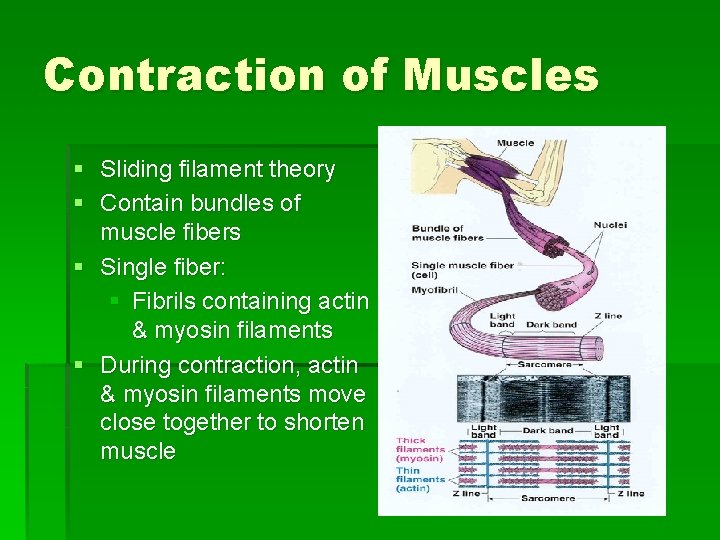 Contraction of Muscles § Sliding filament theory § Contain bundles of muscle fibers §