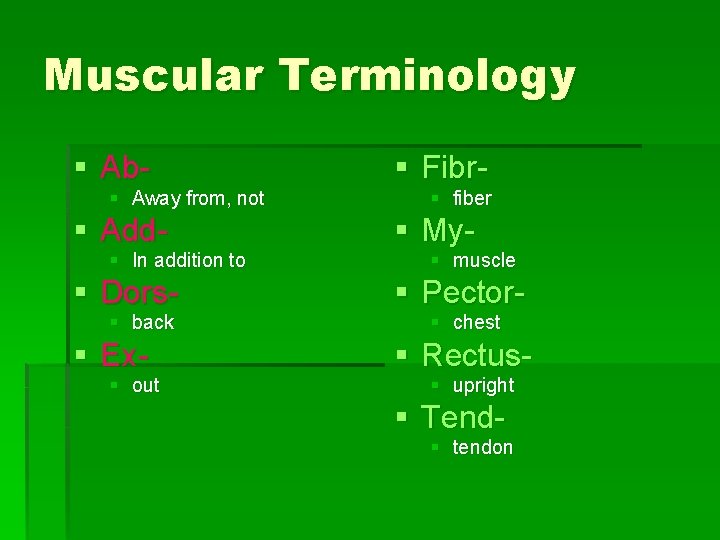 Muscular Terminology § Ab- § Fibr- § Add- § My- § Dors- § Pector-