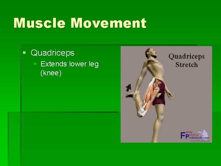 Muscle Movement § Quadriceps § Extends lower leg (knee) 