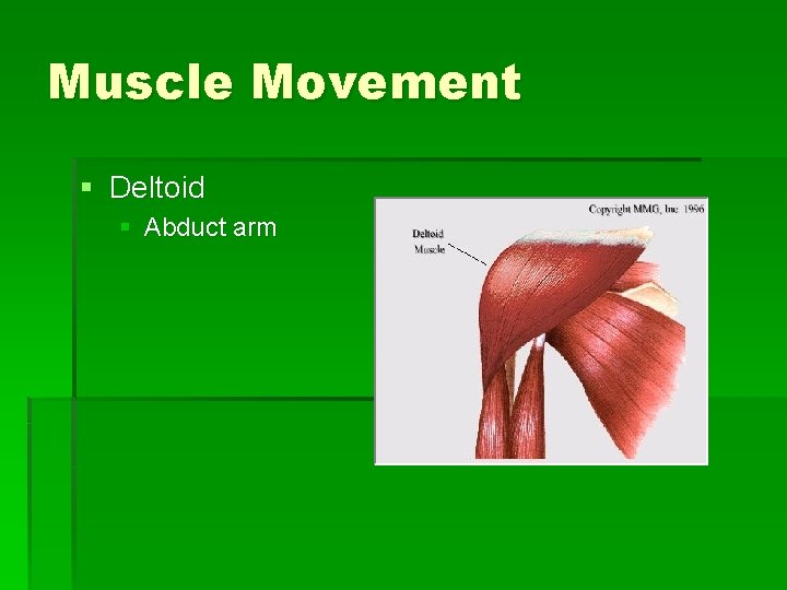 Muscle Movement § Deltoid § Abduct arm 