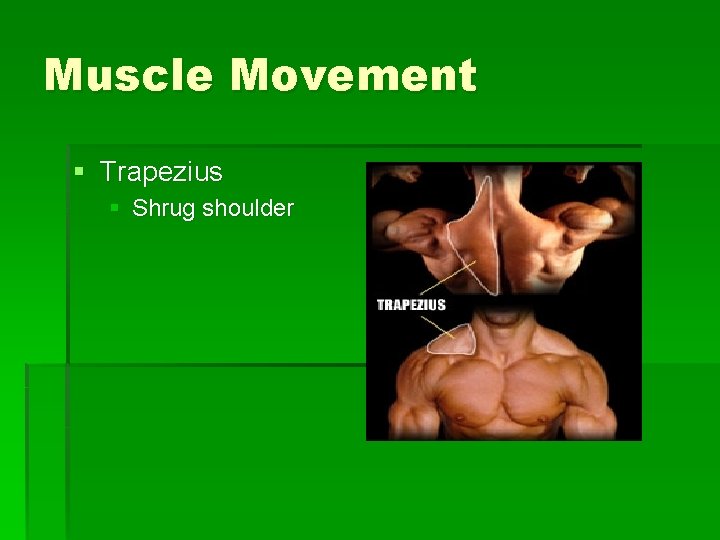 Muscle Movement § Trapezius § Shrug shoulder 