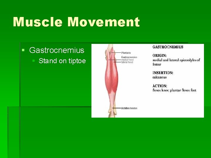 Muscle Movement § Gastrocnemius § Stand on tiptoe 