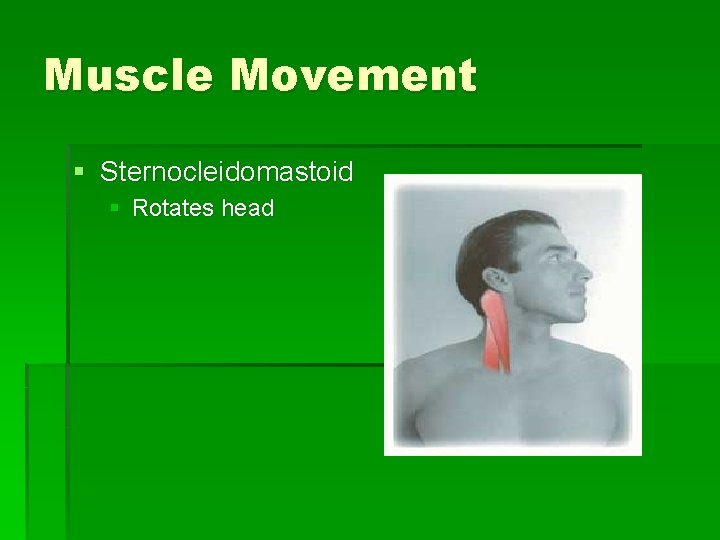 Muscle Movement § Sternocleidomastoid § Rotates head 