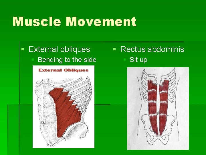 Muscle Movement § External obliques § Bending to the side § Rectus abdominis §