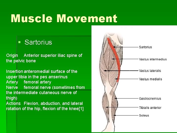 Muscle Movement § Sartorius Origin Anterior superior iliac spine of the pelvic bone Insertion