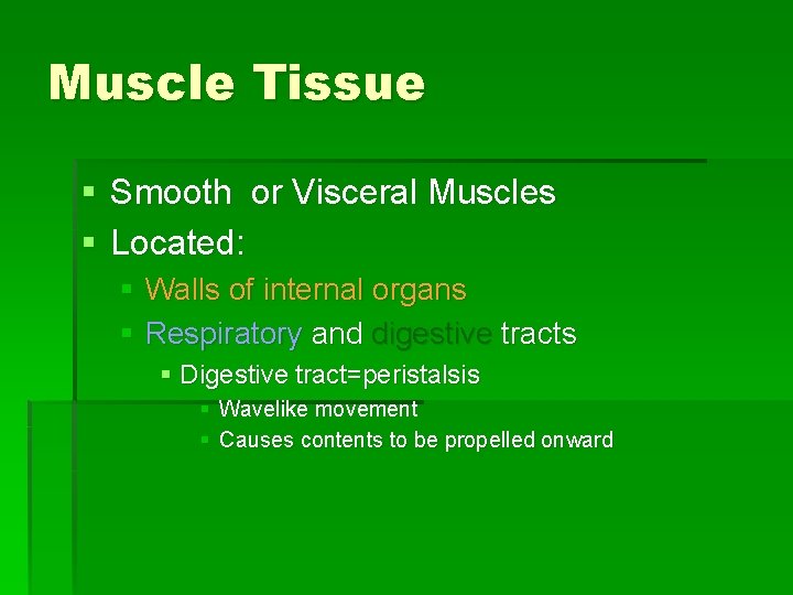 Muscle Tissue § Smooth or Visceral Muscles § Located: § Walls of internal organs