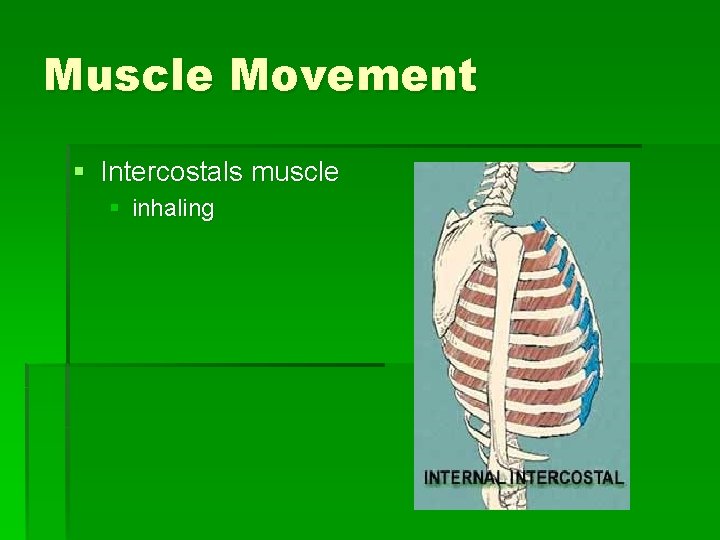 Muscle Movement § Intercostals muscle § inhaling 