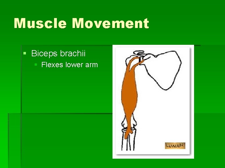 Muscle Movement § Biceps brachii § Flexes lower arm 