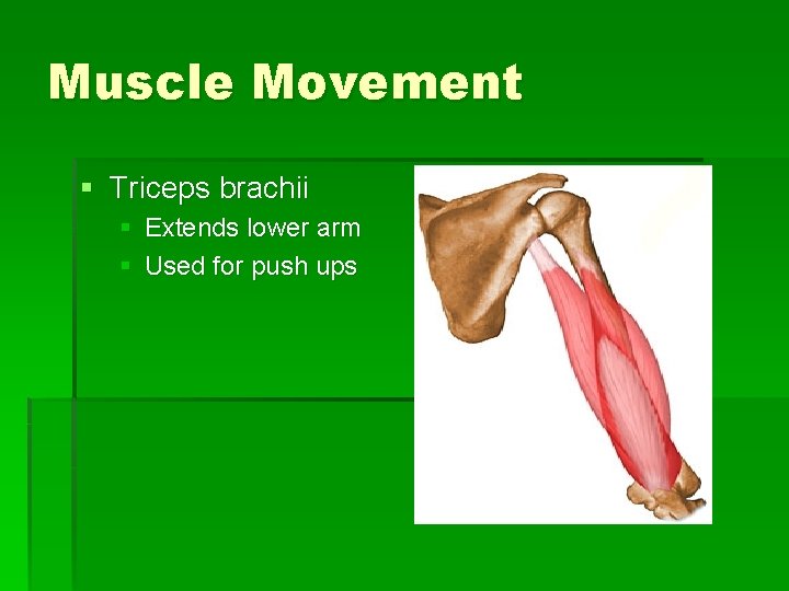 Muscle Movement § Triceps brachii § Extends lower arm § Used for push ups