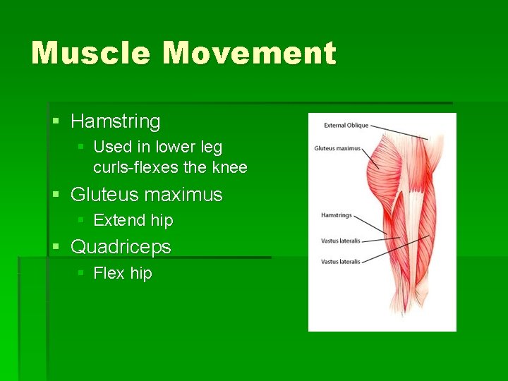 Muscle Movement § Hamstring § Used in lower leg curls-flexes the knee § Gluteus