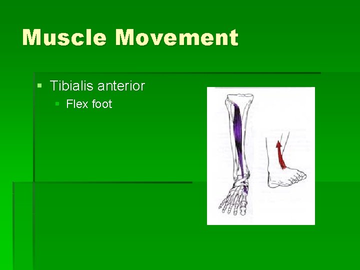 Muscle Movement § Tibialis anterior § Flex foot 