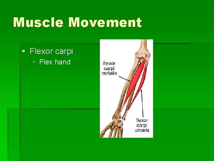 Muscle Movement § Flexor carpi § Flex hand 