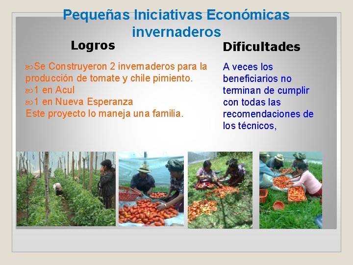 Pequeñas Iniciativas Económicas invernaderos Logros Se Construyeron 2 invernaderos para la producción de tomate