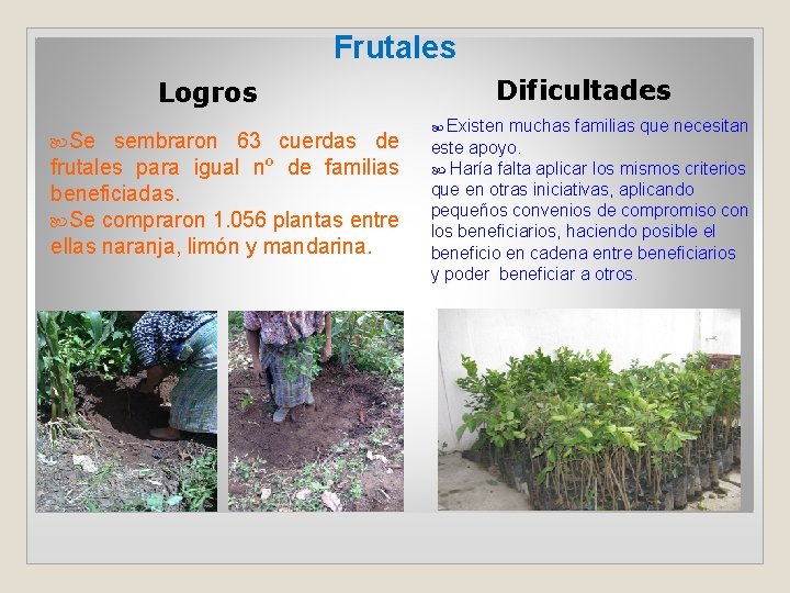 Frutales Dificultades Logros Se sembraron 63 cuerdas de frutales para igual nº de familias