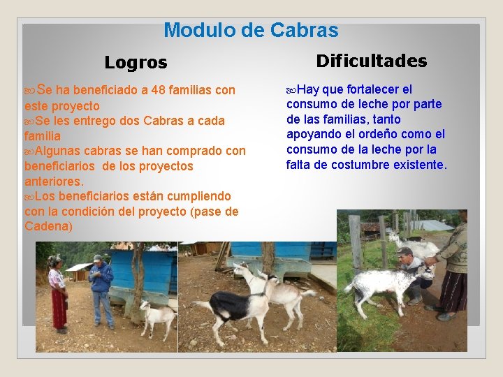 Modulo de Cabras Logros Se ha beneficiado a 48 familias con este proyecto Se