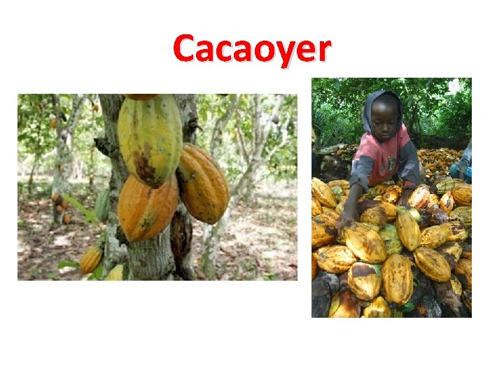 Cacaoyer 