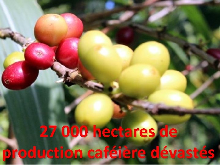 27 000 hectares de production caféière dévastés 