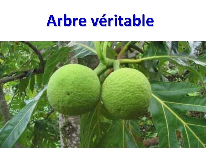 Arbre véritable 