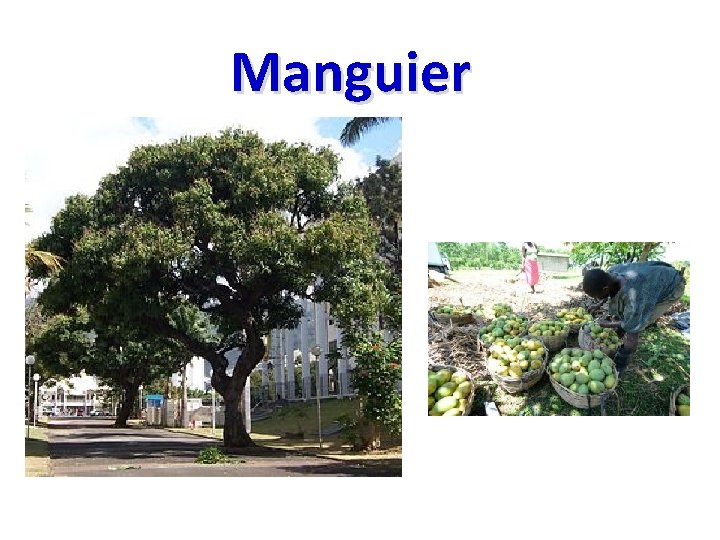 Manguier 