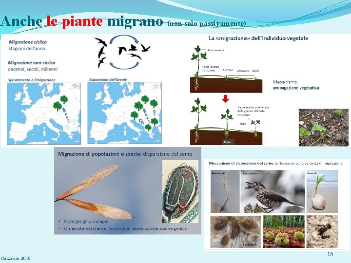 Anche le piante migrano (non solo passivamente) Calzolaio 2019 16 
